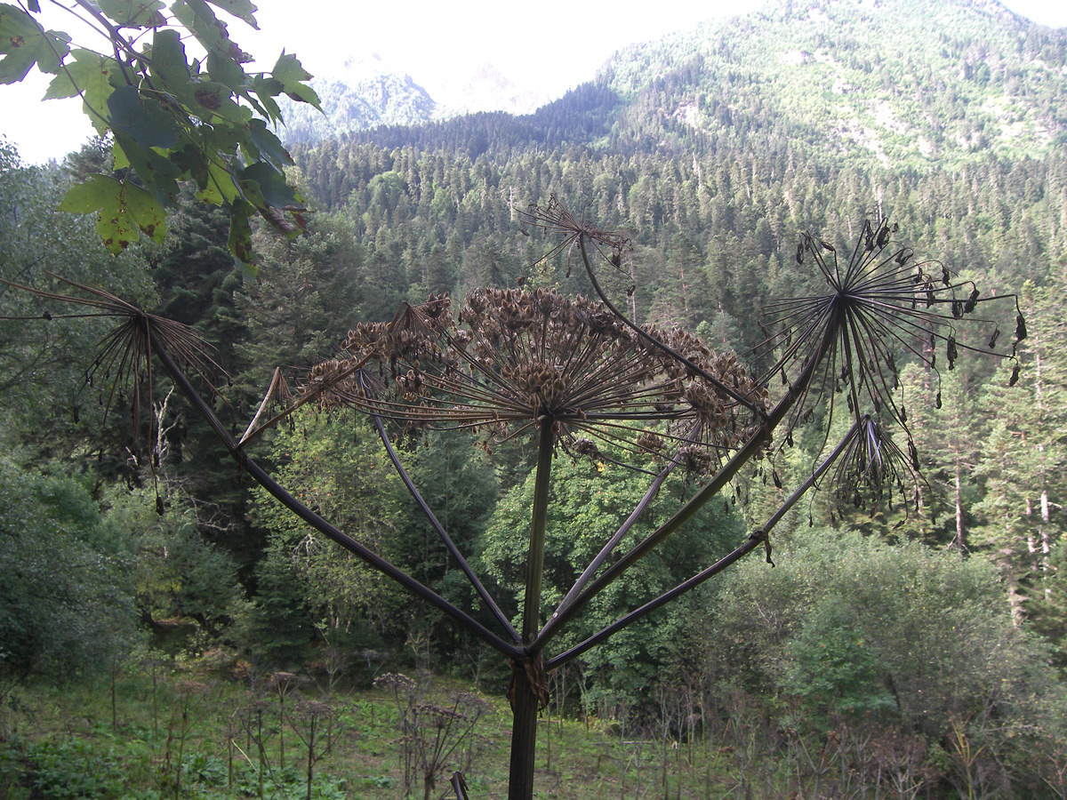 Image of Heracleum mantegazzianum specimen.