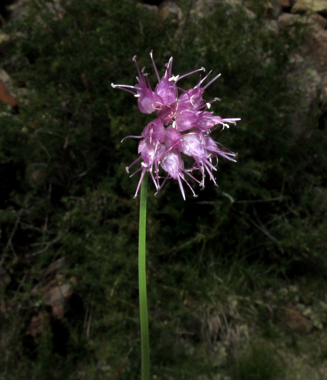 Изображение особи Allium nebularum.