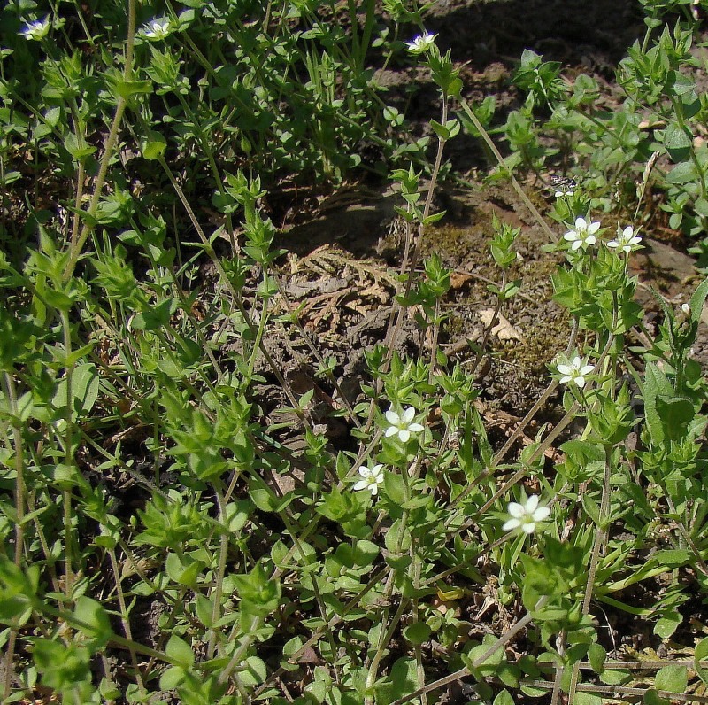 Image of Arenaria uralensis specimen.