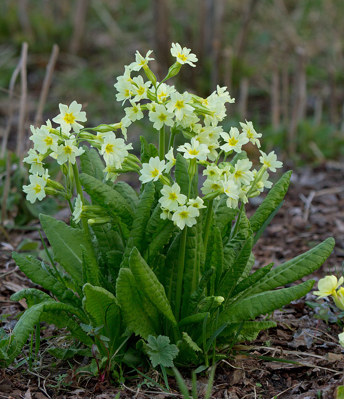 Изображение особи Primula pallasii.