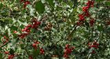 Ilex aquifolium. Ветви с плодами. Южный берег Крыма, г. Алупка, Воронцовский парк, в культуре. 24.10.2017.