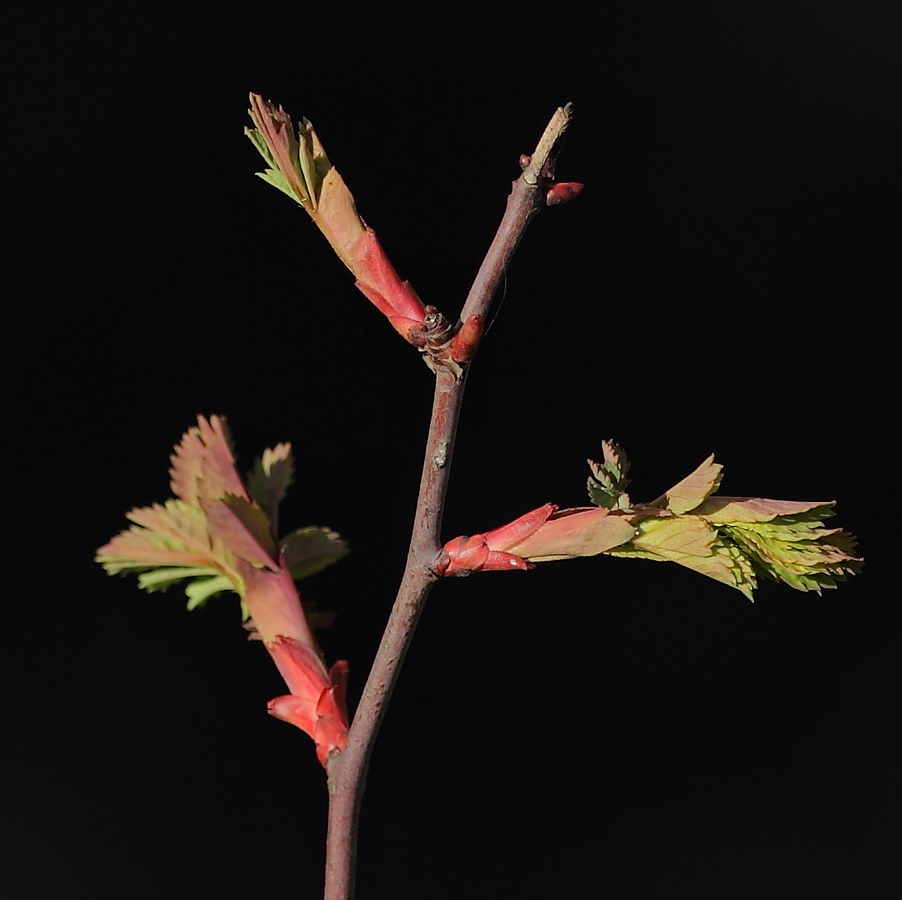 Image of Rosa glauca specimen.