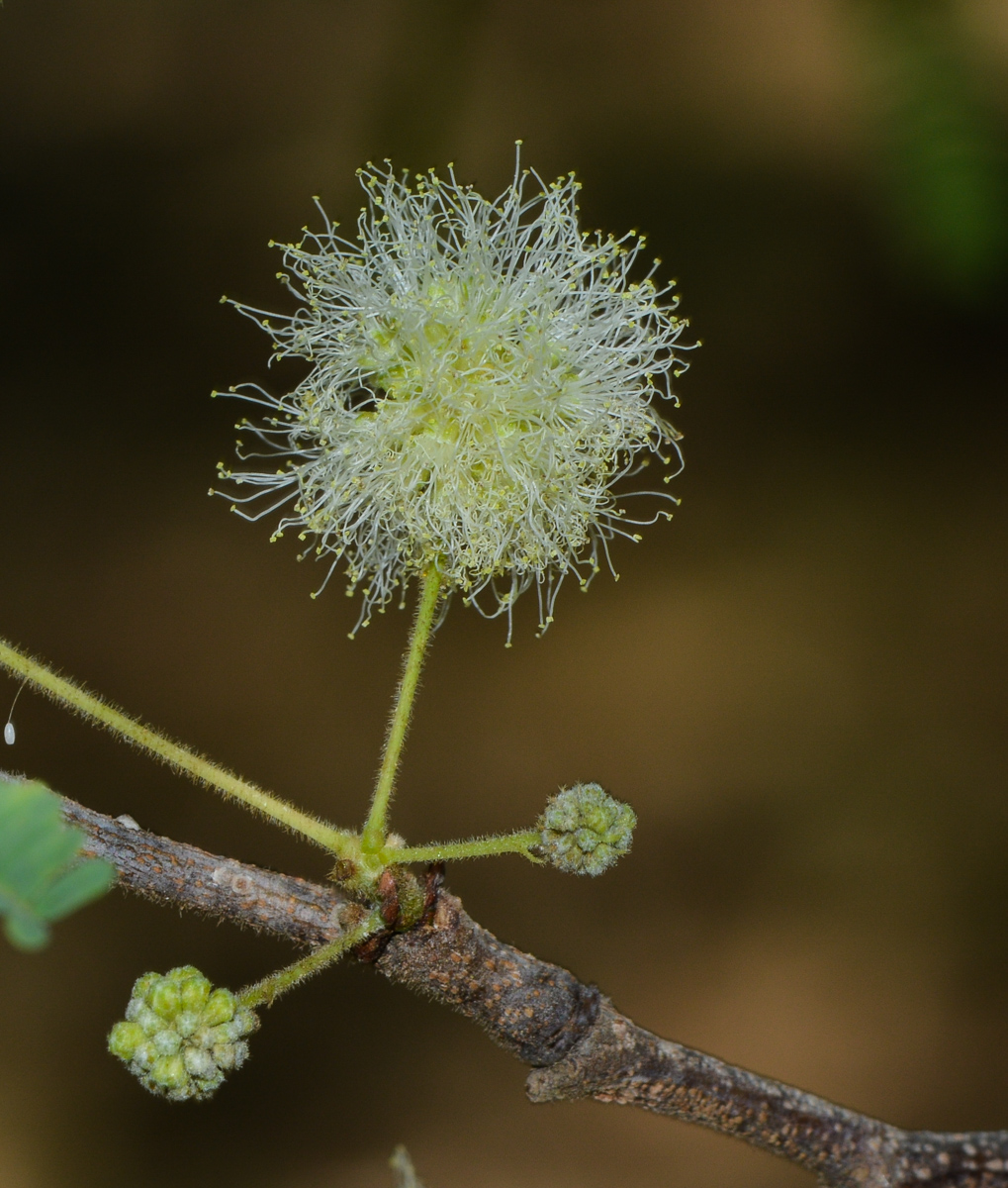 Image of Lysiloma watsonii specimen.