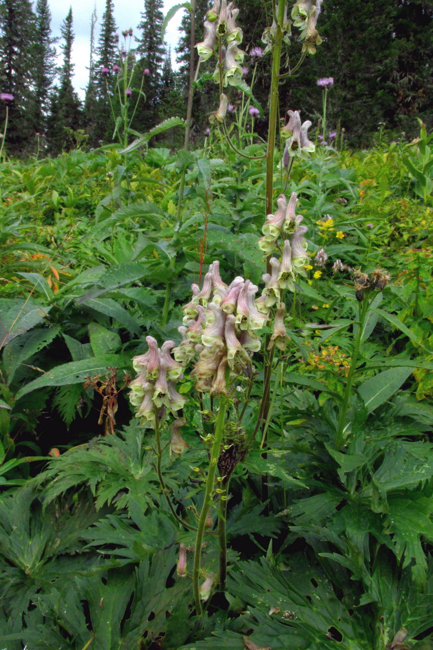 Image of genus Aconitum specimen.