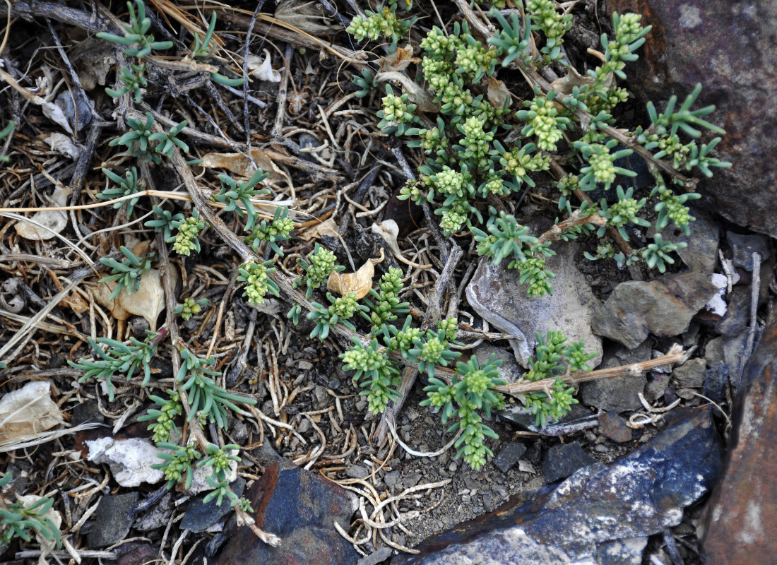 Image of Salsola abrotanoides specimen.