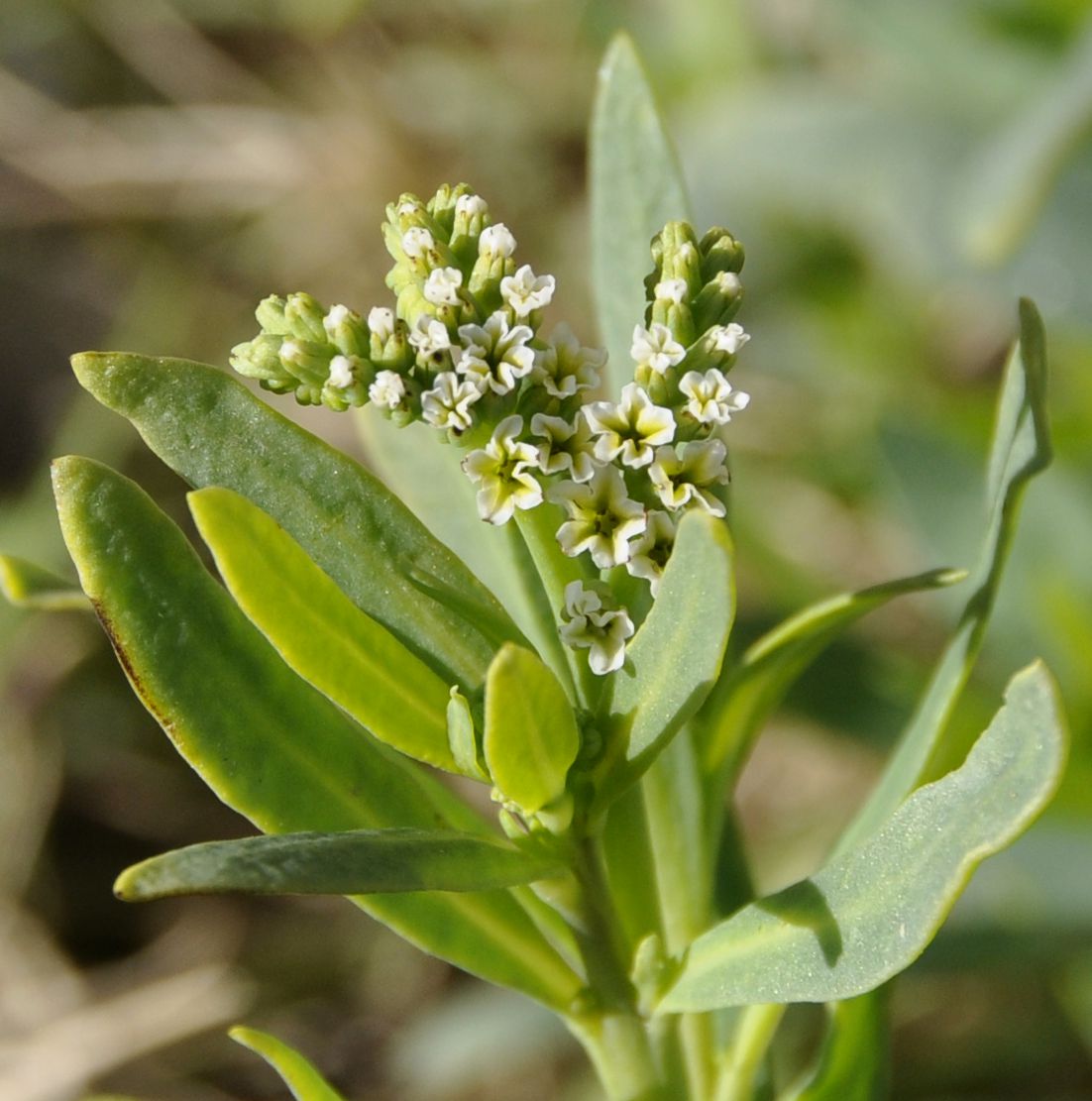 Изображение особи Heliotropium curassavicum.