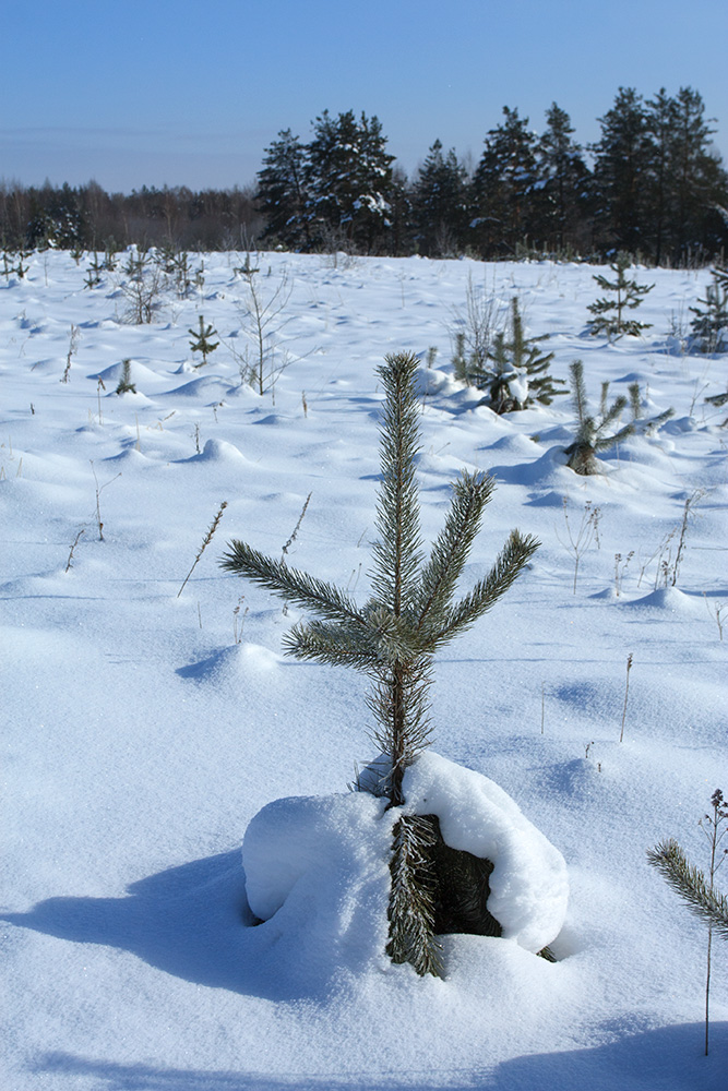 Image of Pinus sylvestris specimen.