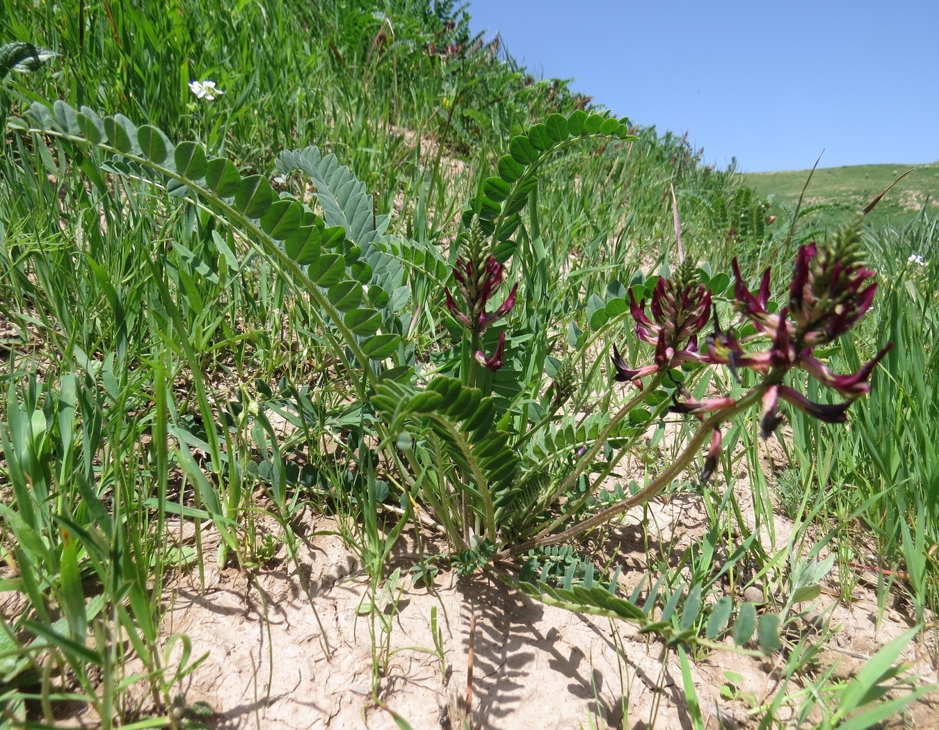 Изображение особи Astragalus taschkendicus.