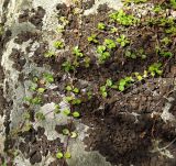 Linnaea borealis