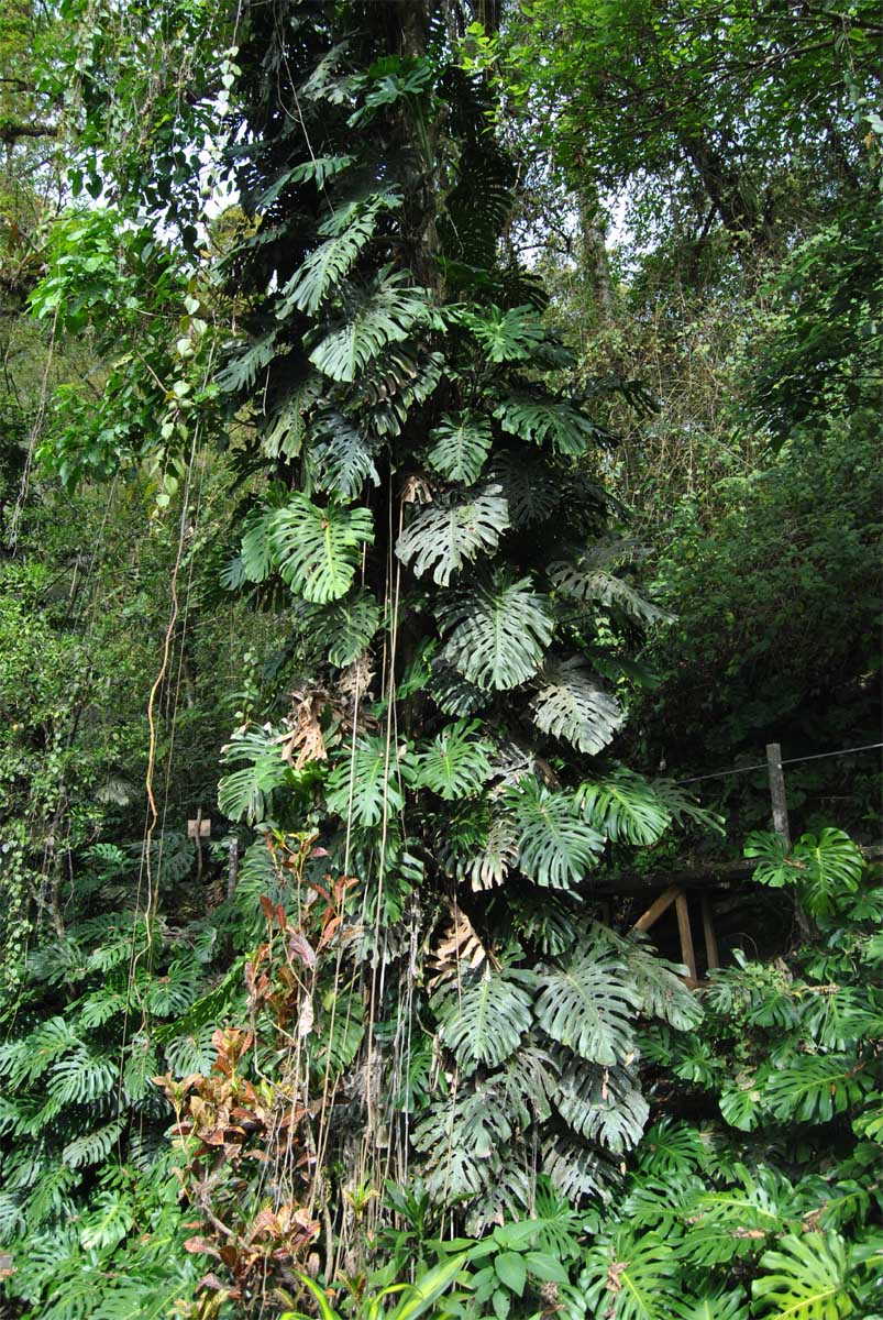 Image of Monstera deliciosa specimen.