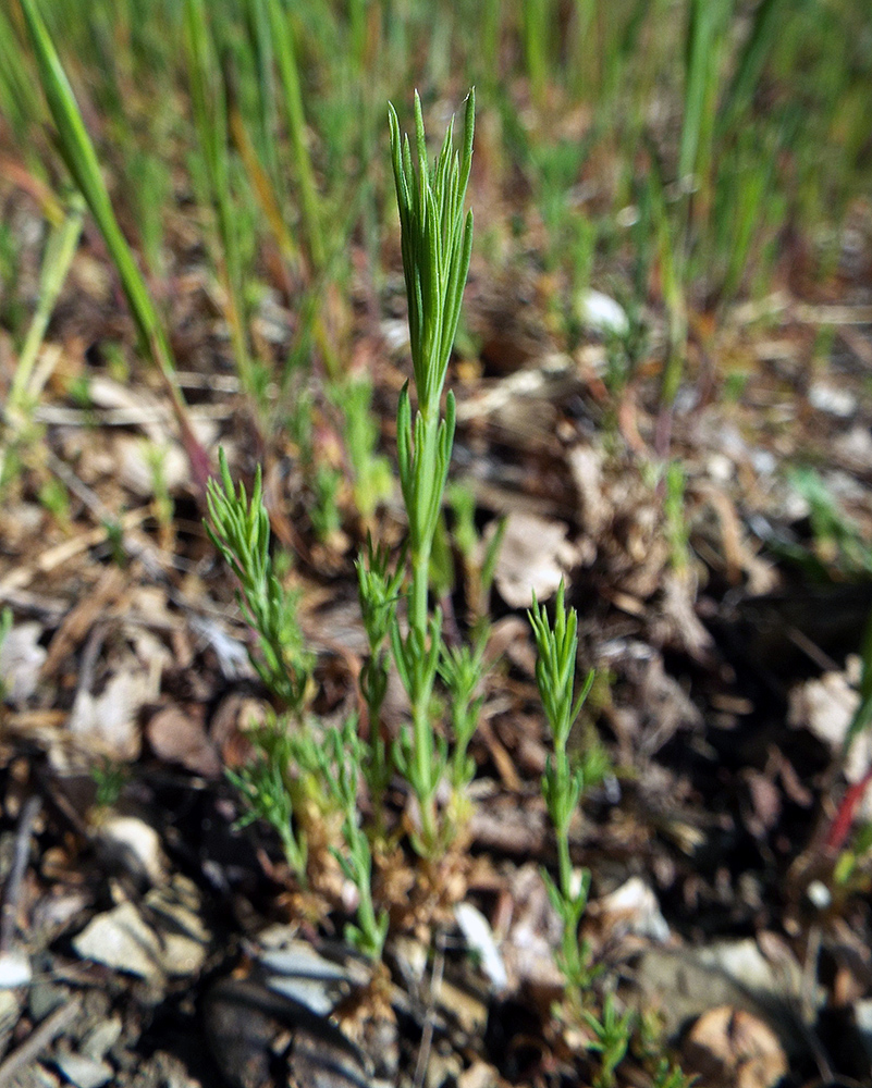 Изображение особи Crucianella angustifolia.