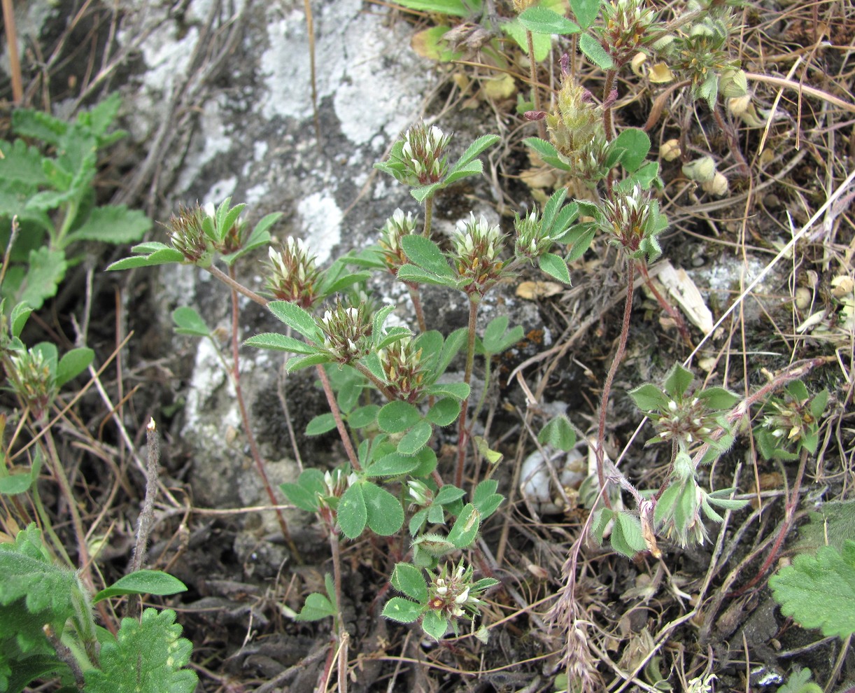 Image of Trifolium scabrum specimen.