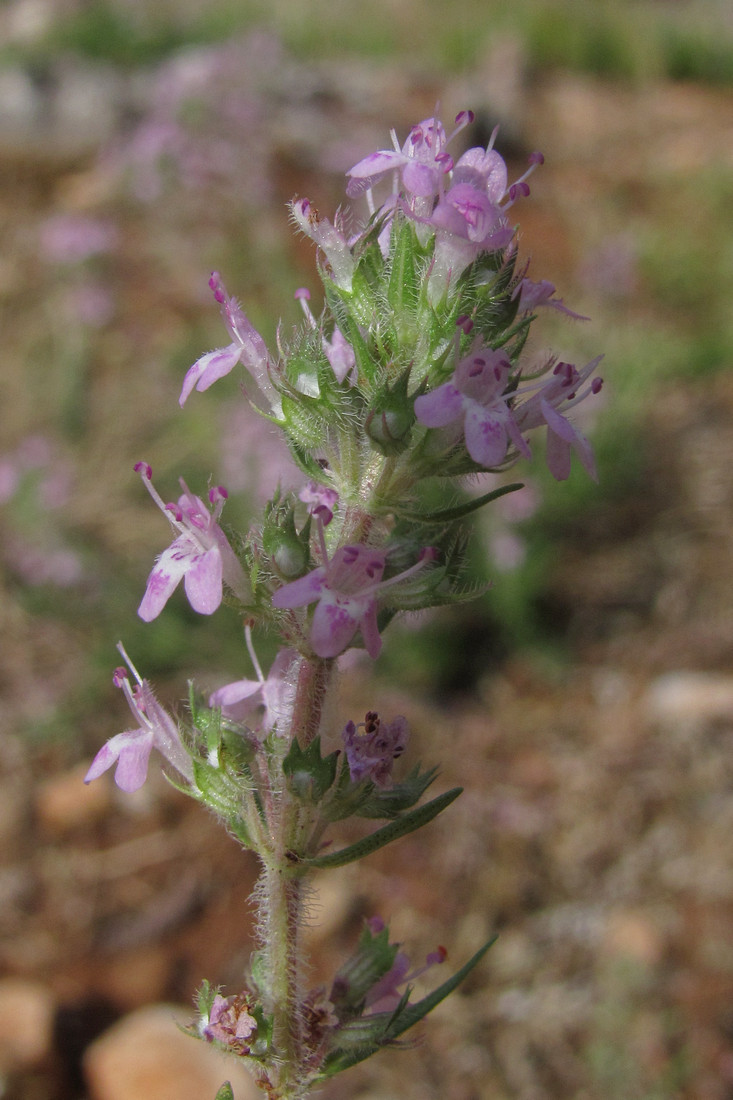 Изображение особи Thymus dzevanovskyi.