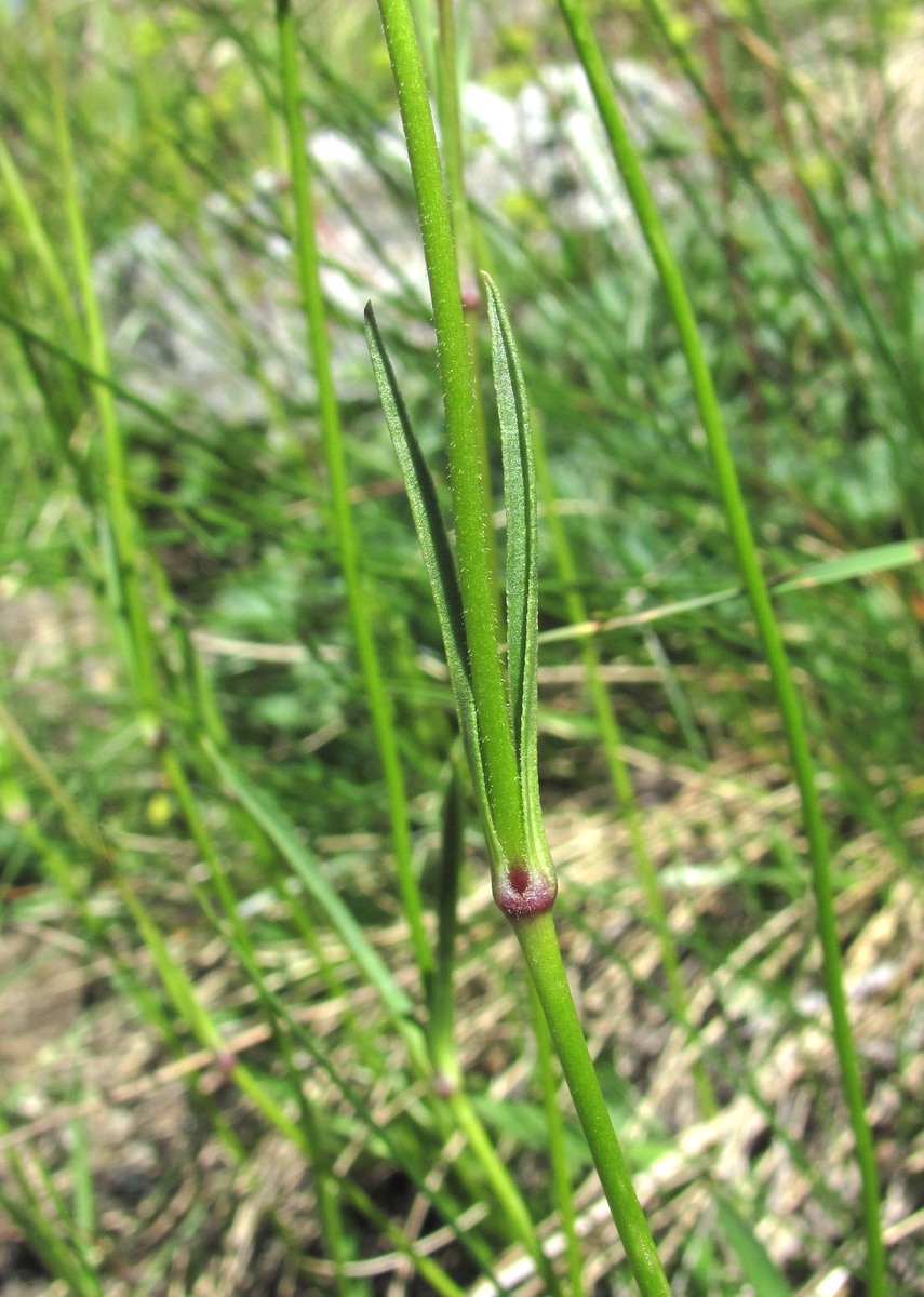 Image of Silene lychnidea specimen.