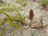 Смотреть изображение Carex macrocephala