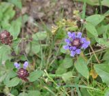 Prunella vulgaris. Верхушки цветущих растений. Грузия, Душетский муниципалитет, правый берег р. Вулелаури в среднем течении, выс. ок. 2150 м н.у.м., субальпийский луг. 02.08.2018.