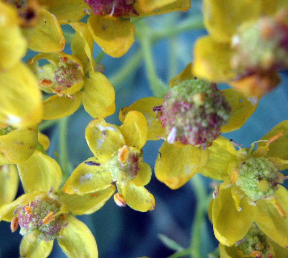 Image of Haplophyllum latifolium specimen.