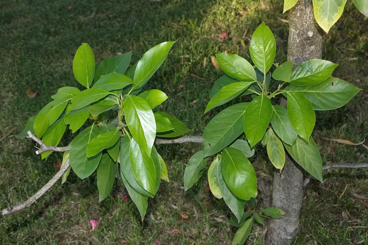 Image of Persea americana specimen.