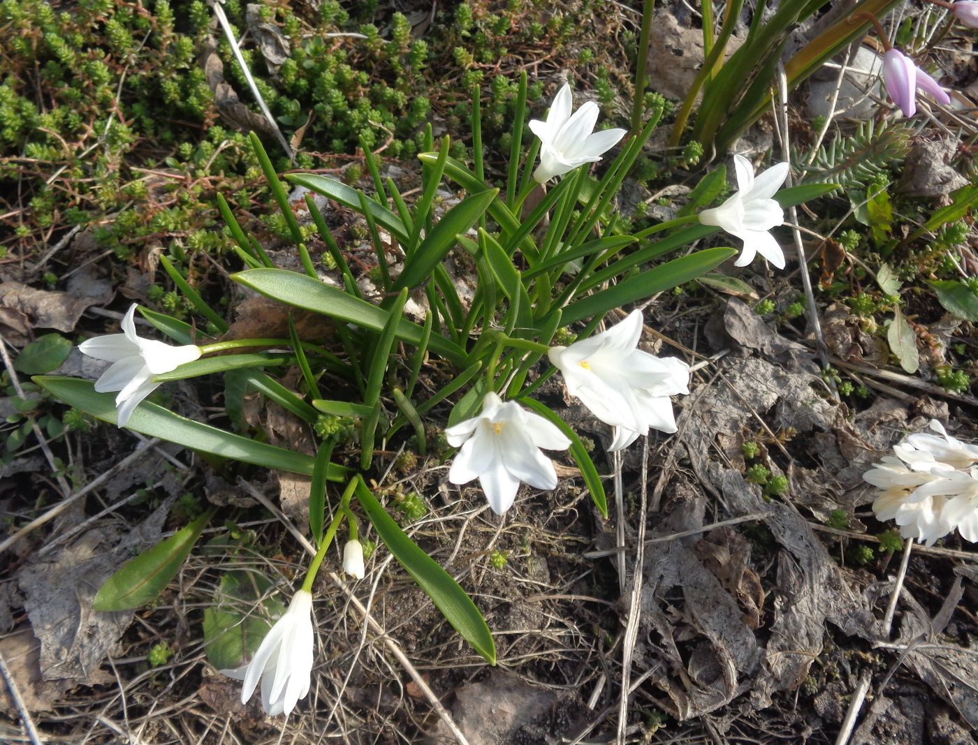 Image of Chionodoxa luciliae f. alba specimen.