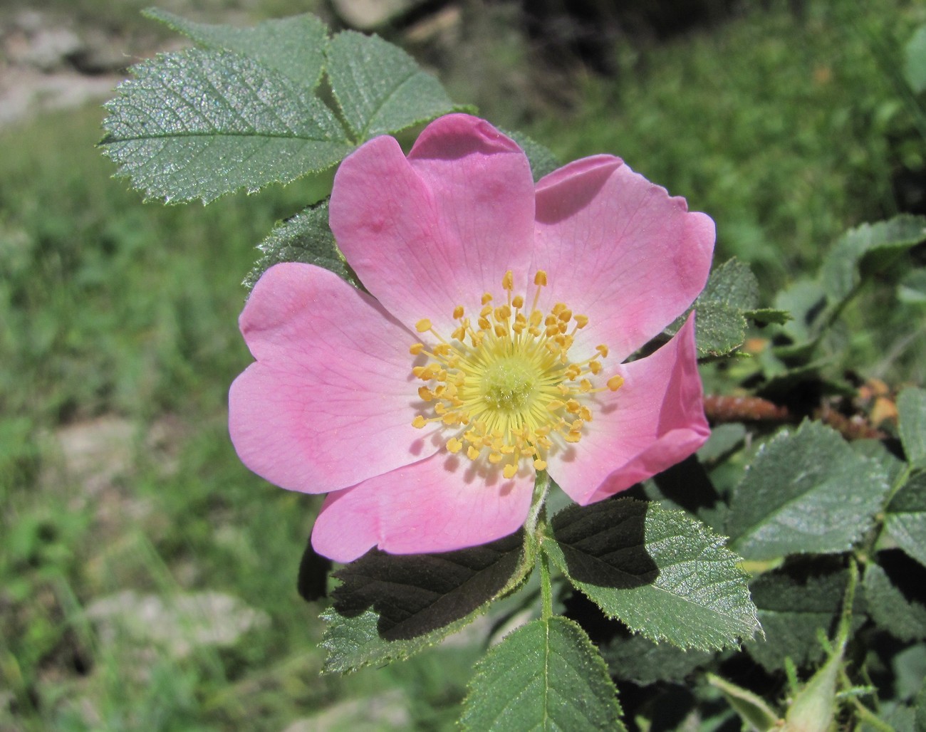 Изображение особи Rosa pulverulenta.