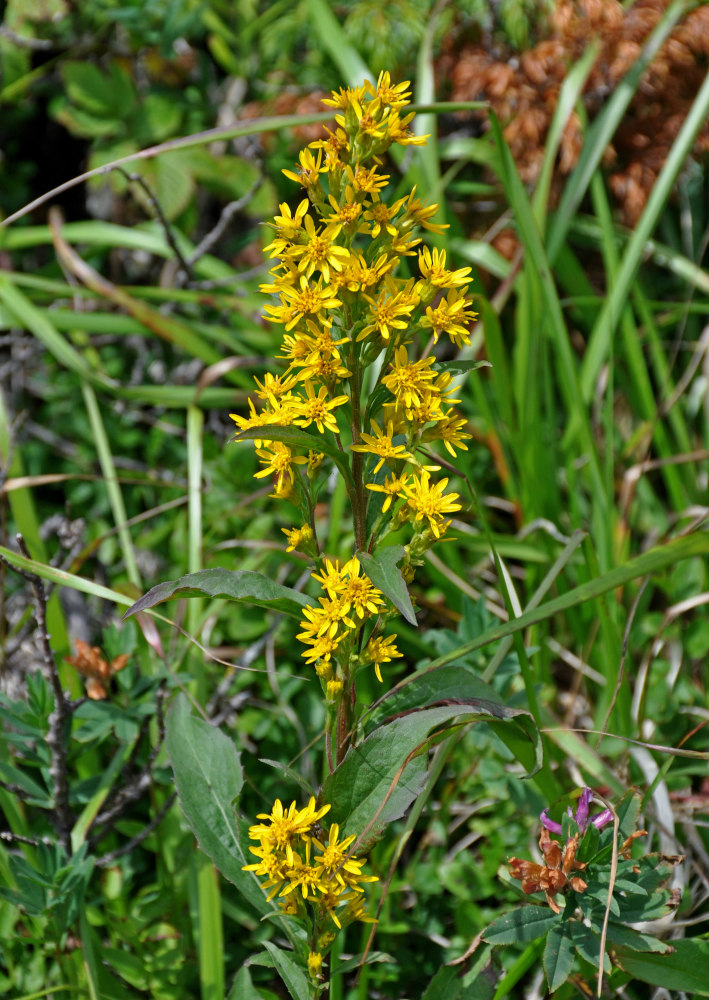 Изображение особи Solidago virgaurea.