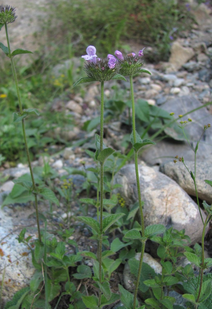 Image of Clinopodium vulgare specimen.