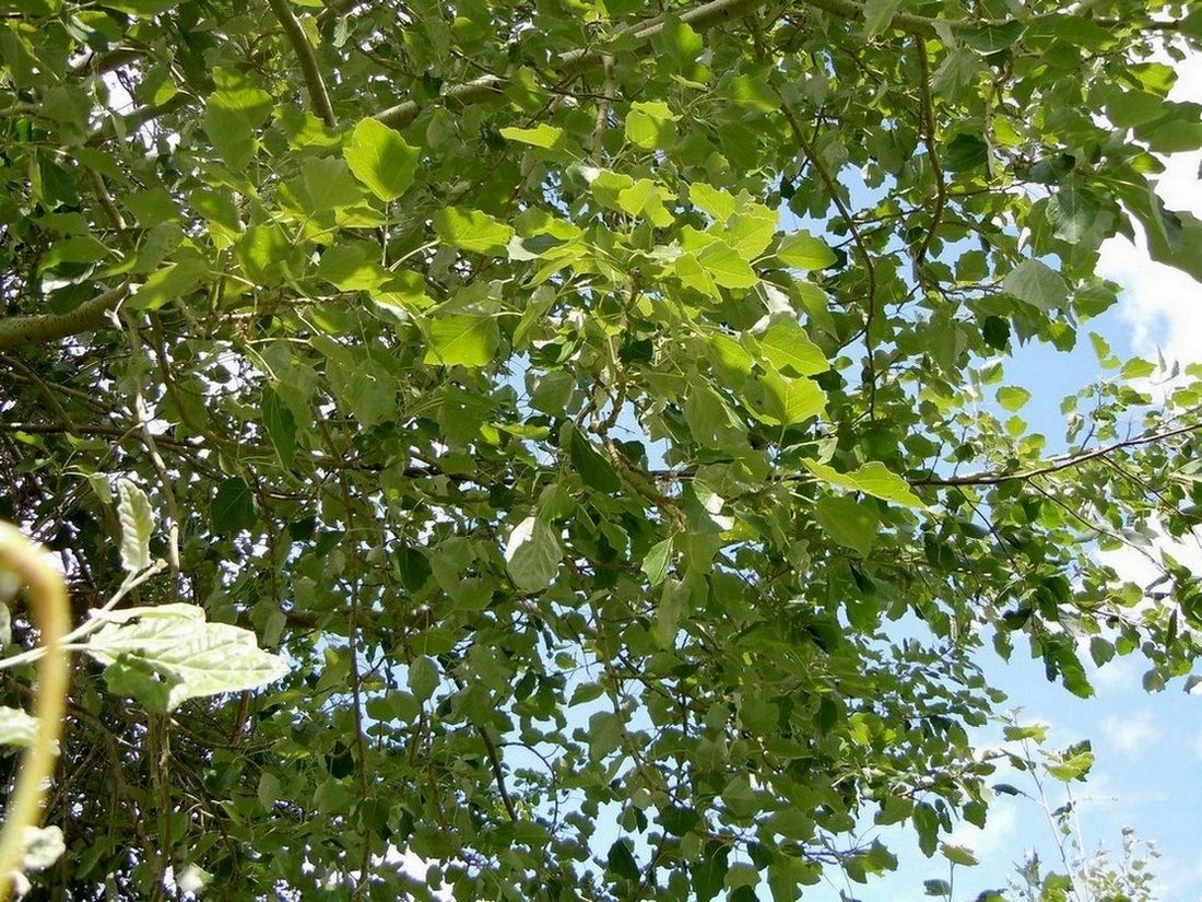 Image of Populus &times; canescens specimen.