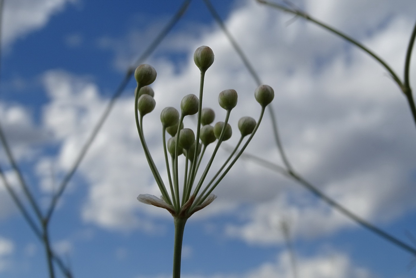 Image of Hyalolaena trichophylla specimen.