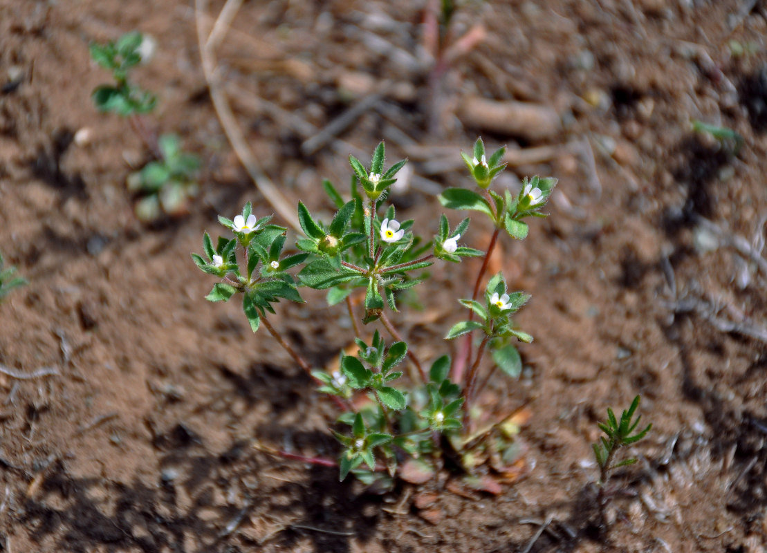 Image of Androsace maxima specimen.