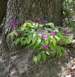 Lathyrus vernus