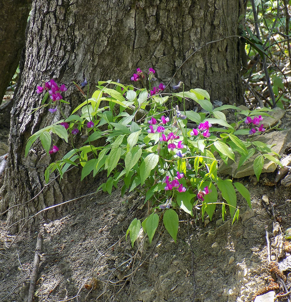 Image of Lathyrus vernus specimen.