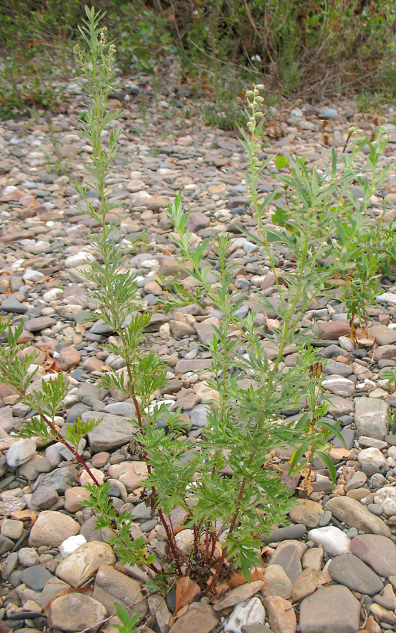 Изображение особи Artemisia vulgaris.