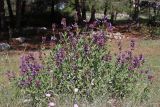 Salvia officinalis