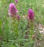 Смотреть изображение Melampyrum arvense