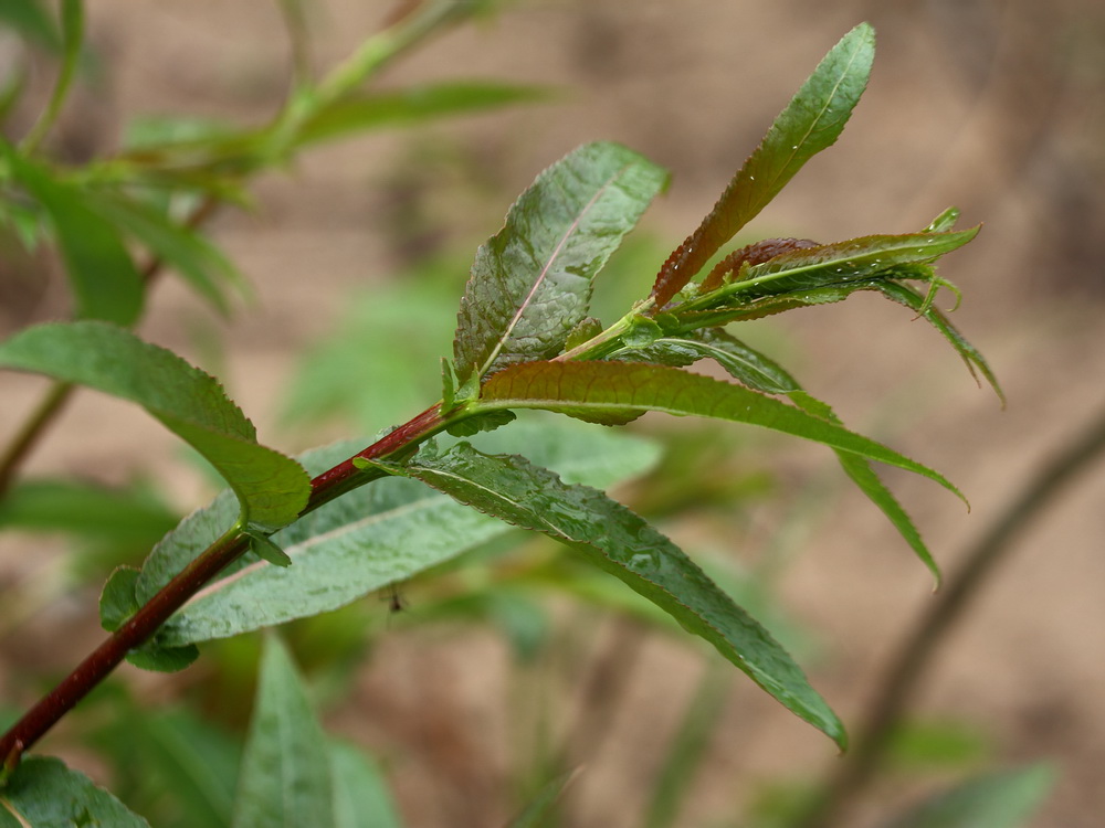 Изображение особи Salix pentandra.