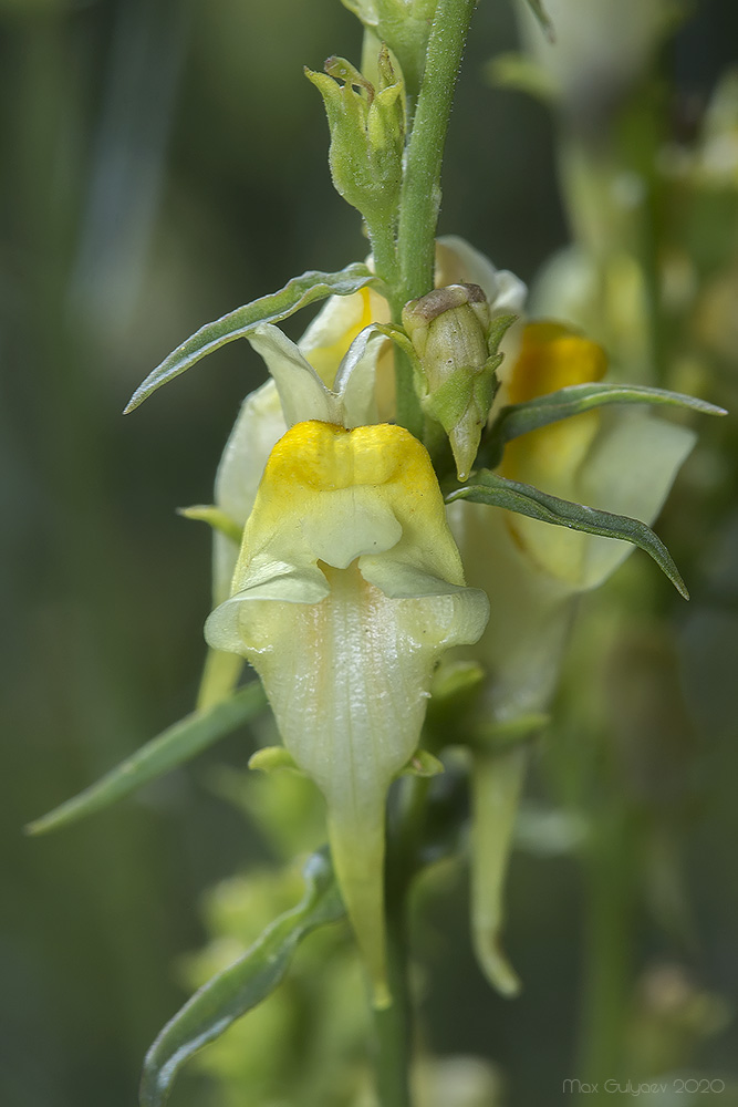 Image of genus Linaria specimen.