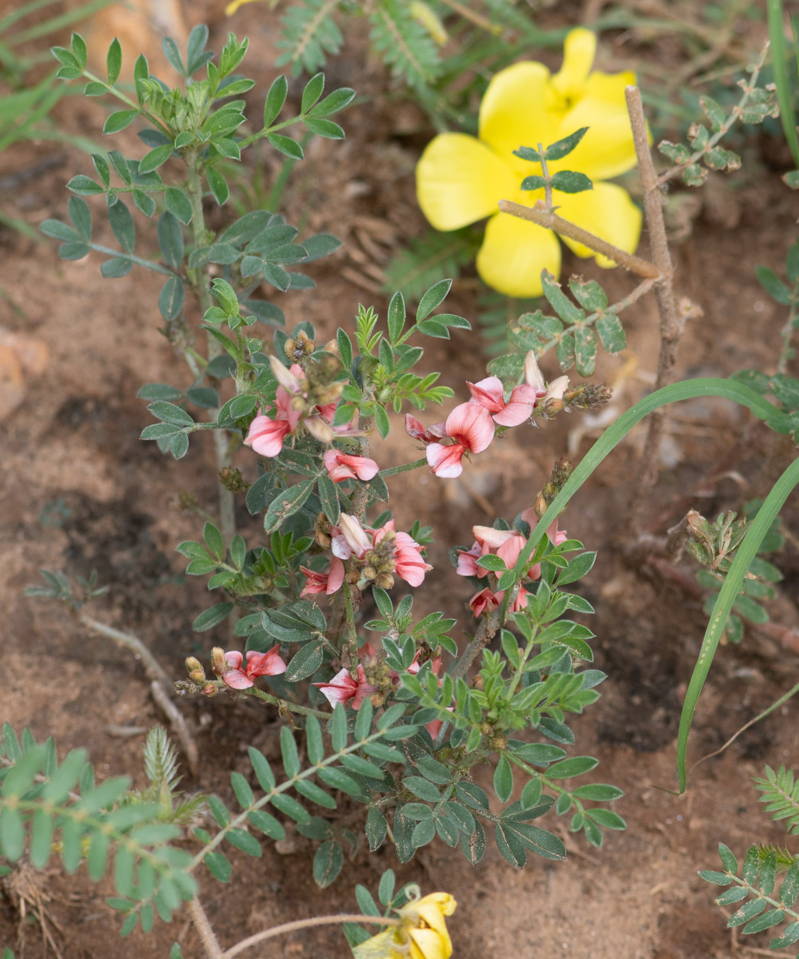 Image of Indigofera heterotricha specimen.