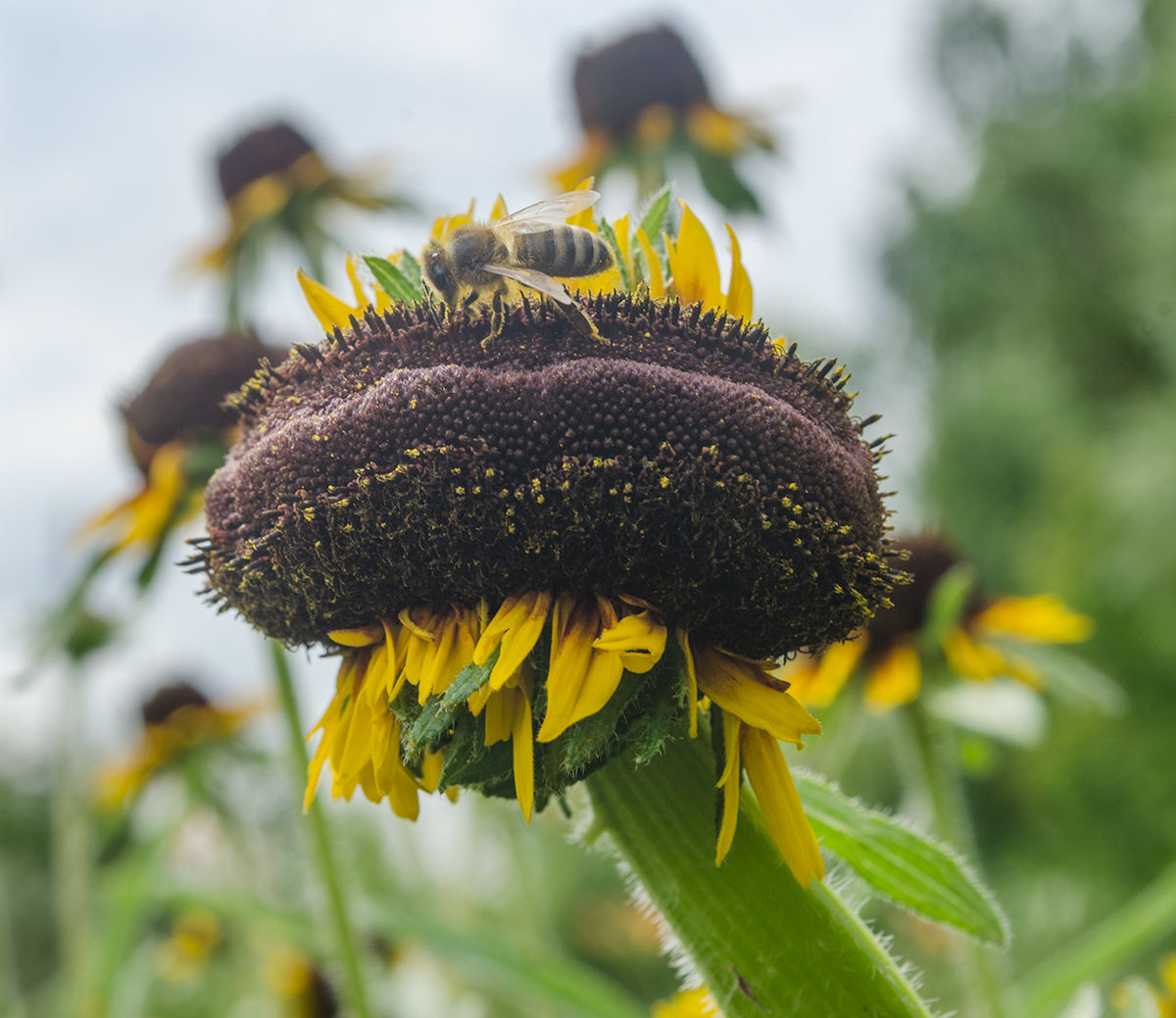 Image of Rudbeckia hirta specimen.