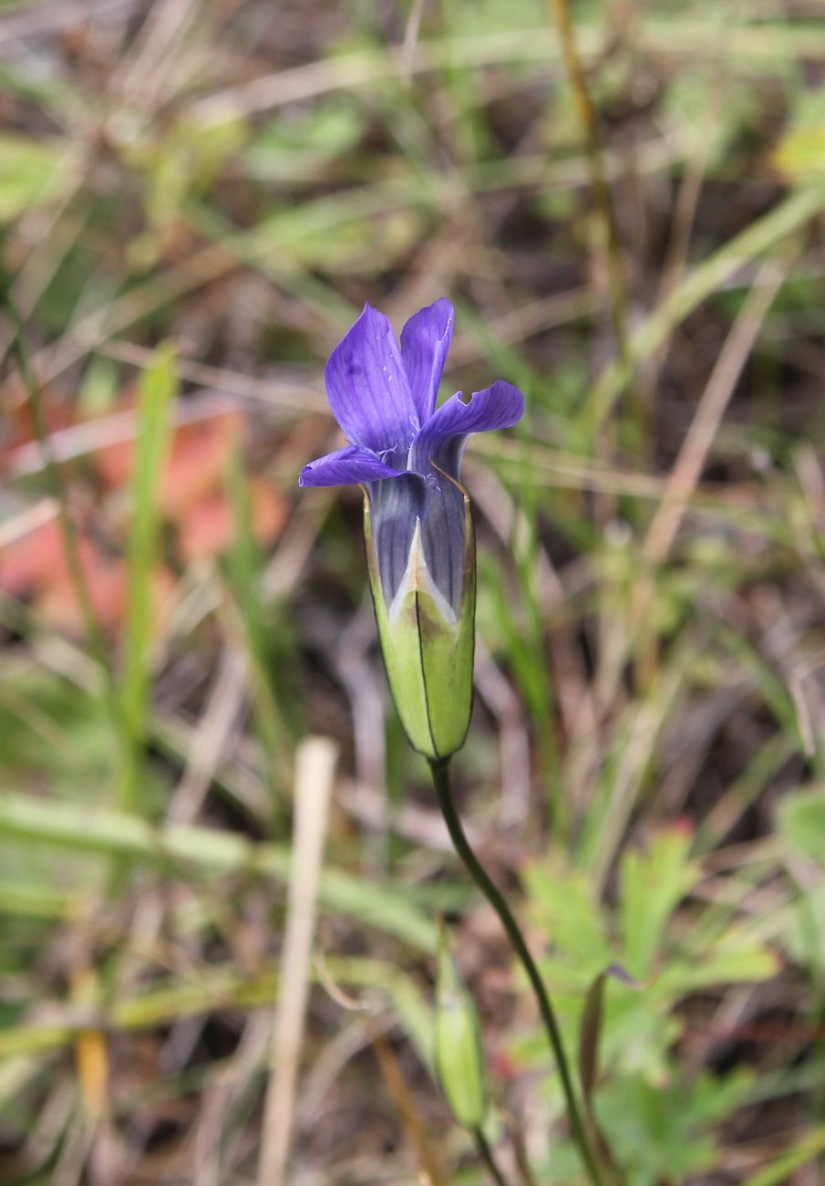 Изображение особи Gentianopsis barbata.