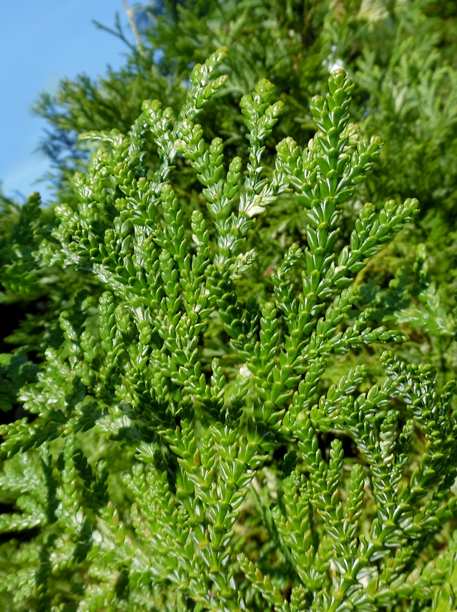 Image of Thujopsis dolabrata specimen.