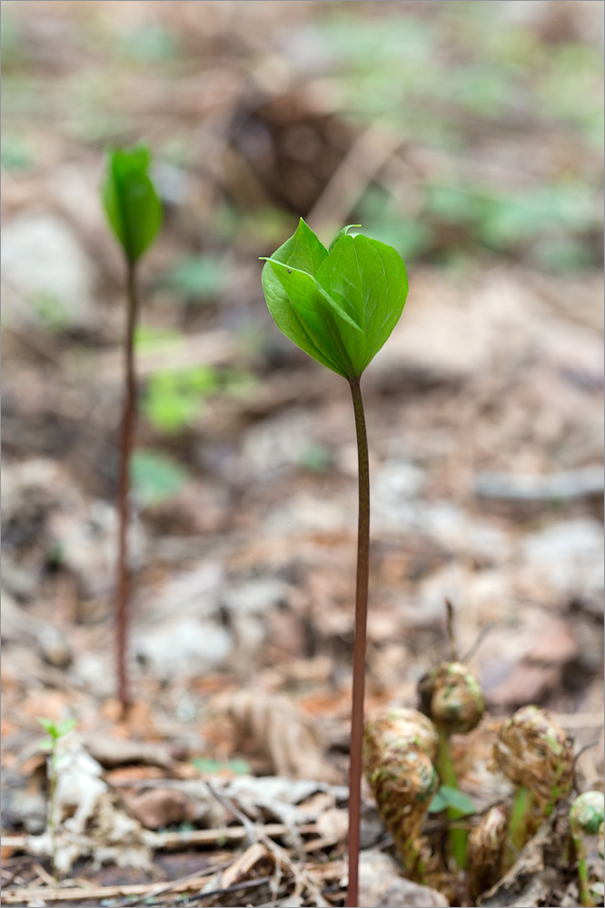 Image of Paris quadrifolia specimen.