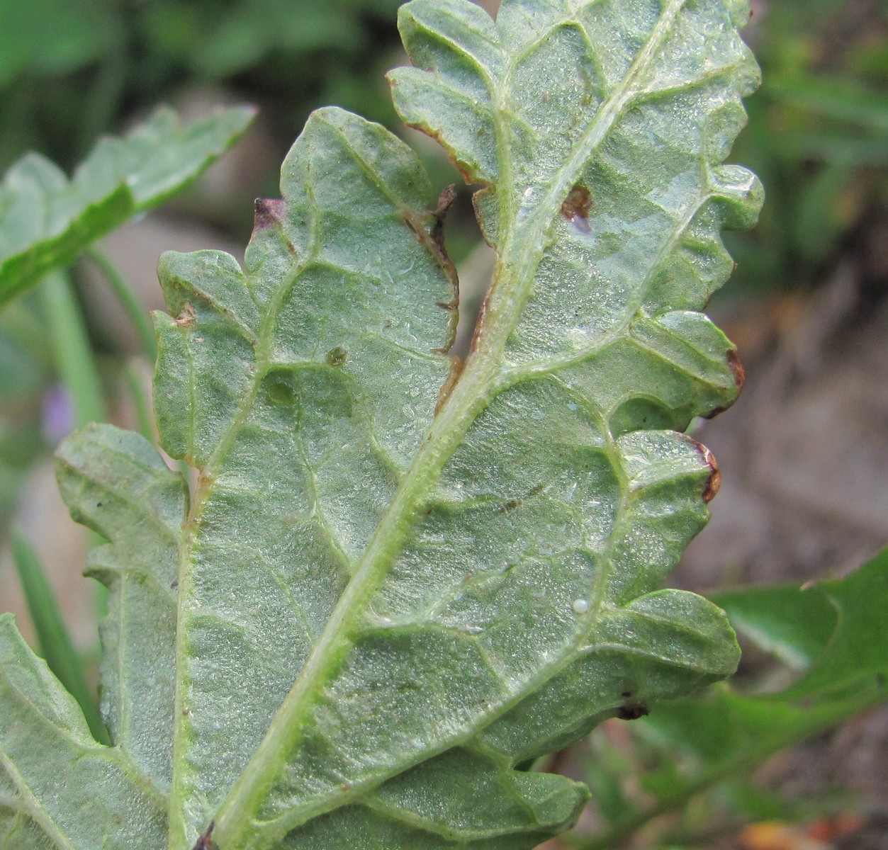 Изображение особи Scrophularia olympica.