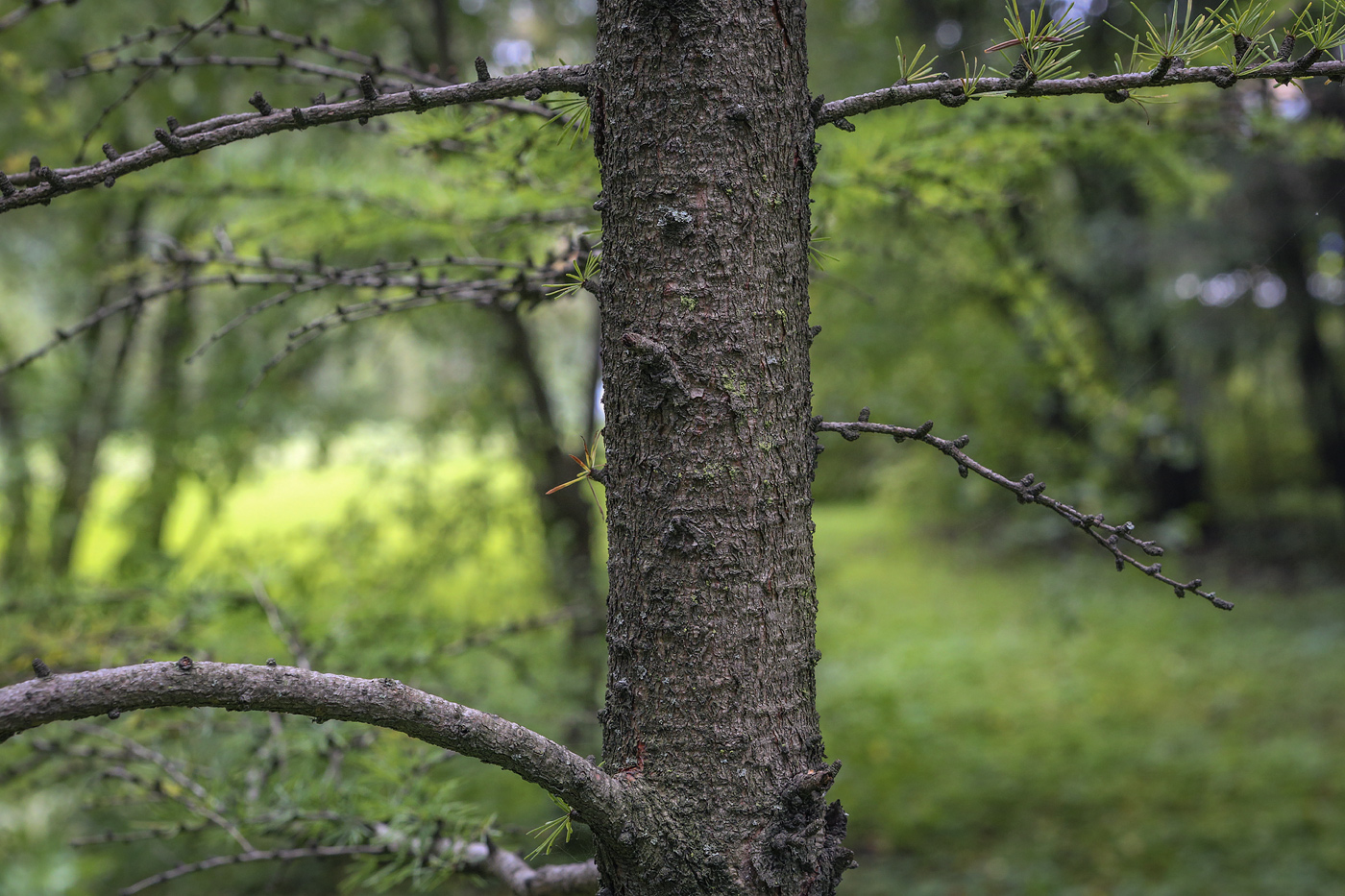 Image of genus Larix specimen.