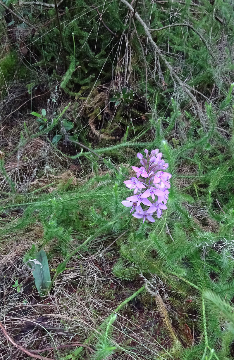 Image of Cynorkis buchananii specimen.