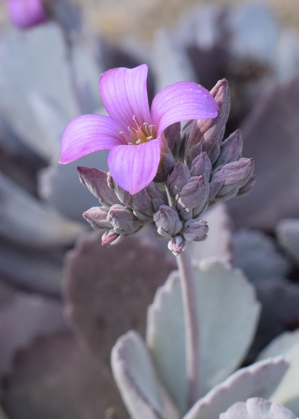 Изображение особи Kalanchoe pumila.