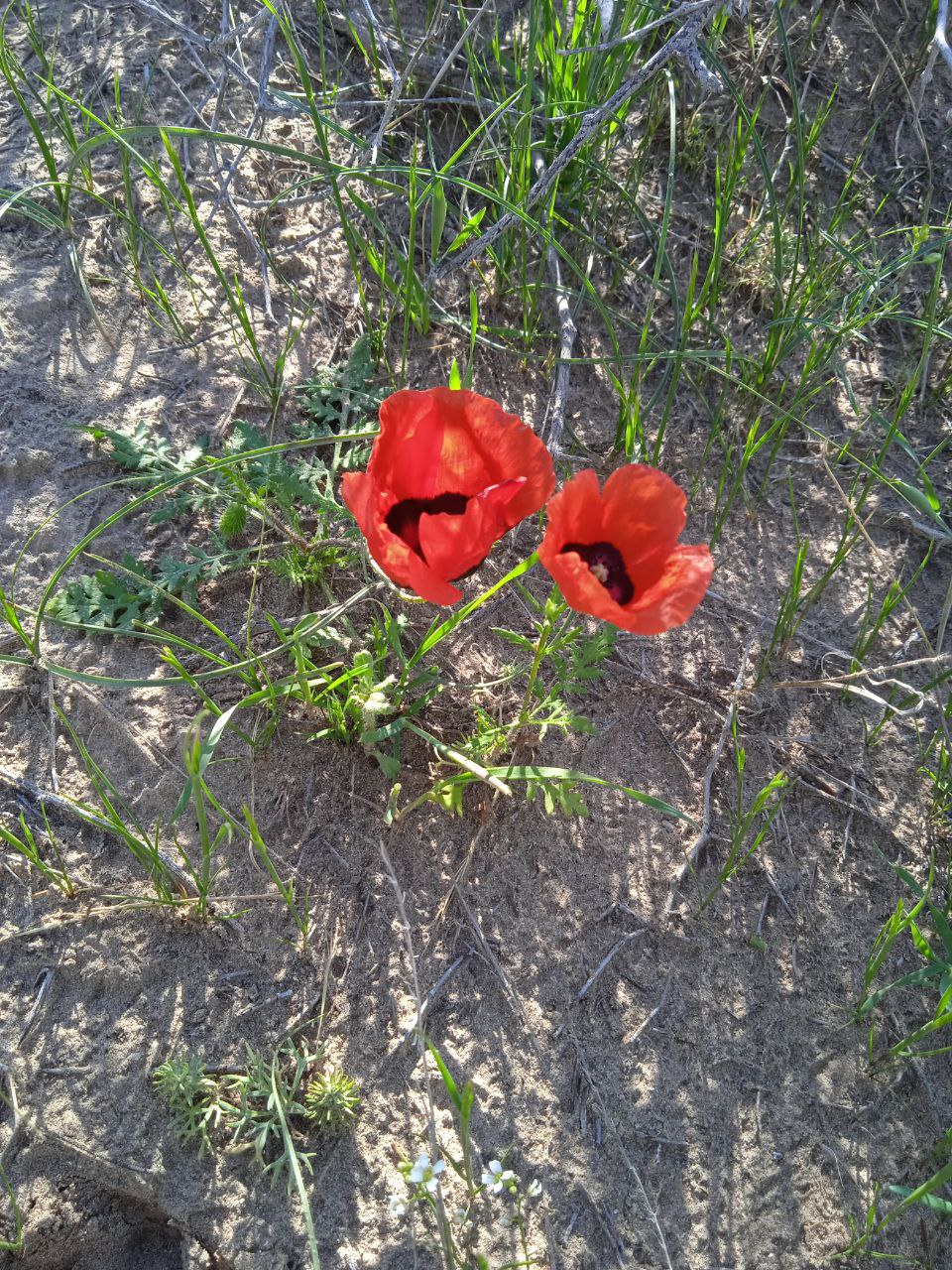 Изображение особи Papaver pavoninum.