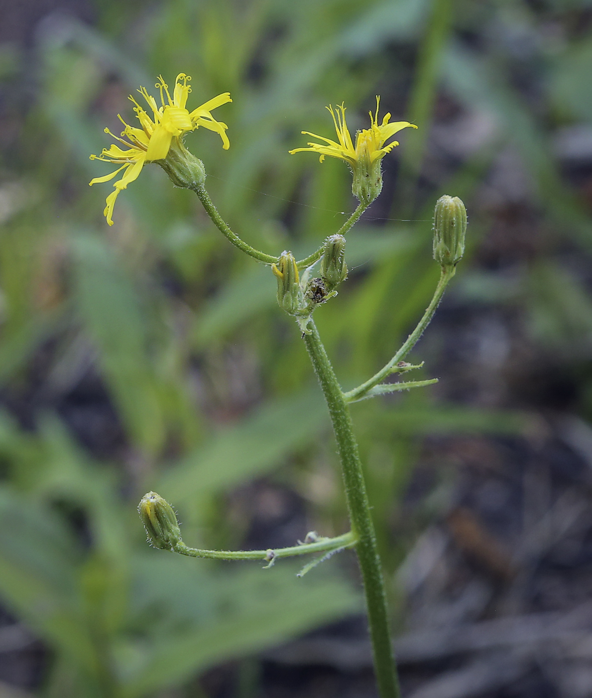 Image of Crepis praemorsa specimen.