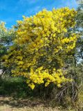 View full-size image Acacia podalyriifolia
