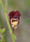 Scrophularia olympica