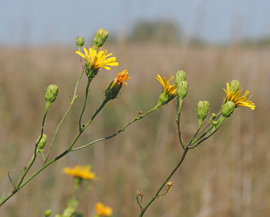 Image of Hieracium filifolium specimen.